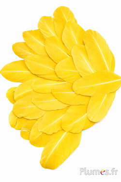 Petali in piume - 6-8 x 3-4 cm - giallo